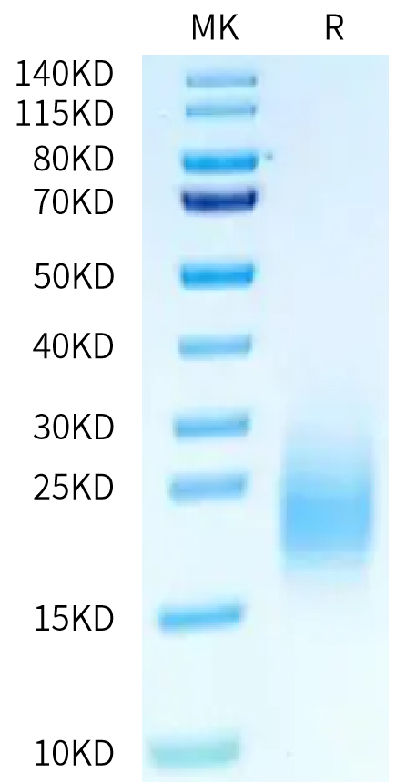 Mouse BAFFR on Tris-Bis PAGE under reduced condition. The purity is greater than 95%.Recombinant Mouse BAFFR/TNFRSF13C Protein, Active