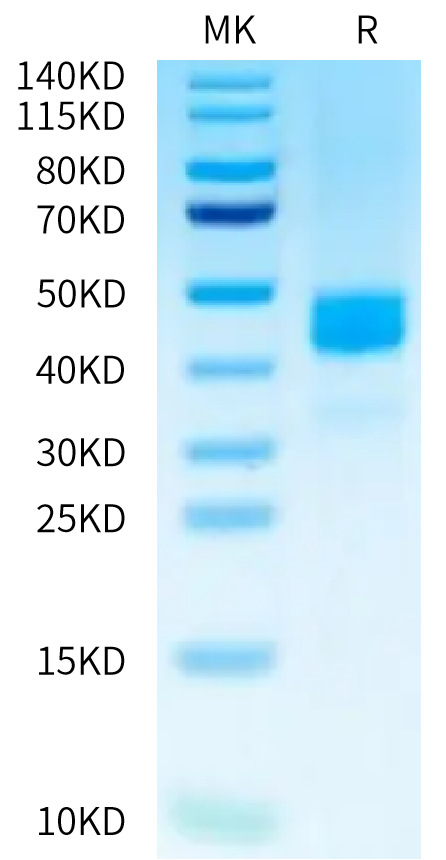 Human CD229 on Tris-Bis PAGE under reduced condition. The purity is greater than 95%.Recombinant Human CD229/SLAMF3 Protein