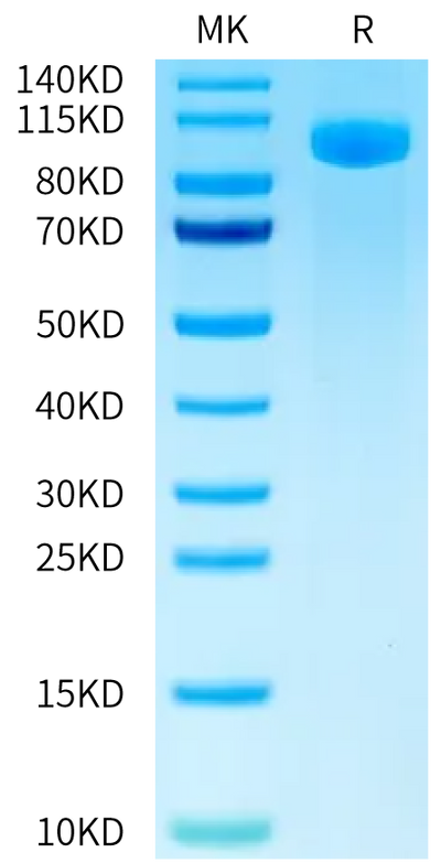 FITC-Labeled Human B7-H3 (4Ig) on Tris-Bis PAGE under reduced condition. The purity is greater than 95%.Recombinant FITC-Labeled Human B7-H3 (4Ig) /B7-H3b Protein, Active