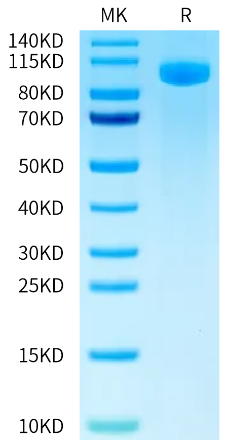 FITC-Labeled Human B7-H3 (4Ig) on Tris-Bis PAGE under reduced condition. The purity is greater than 95%.Recombinant FITC-Labeled Human B7-H3 (4Ig) /B7-H3b Protein, Active