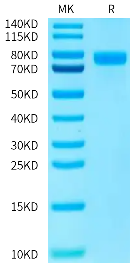 Human Nectin-1 on Bis-Tris PAGE under reduced condition. The purity is greater than 95%.Recombinant Human Nectin-1/PVRL1/CD111 Protein, Active