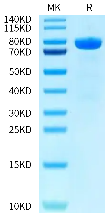 Human CDH10 on Tris-Bis PAGE under reduced condition. The purity is greater than 95%.