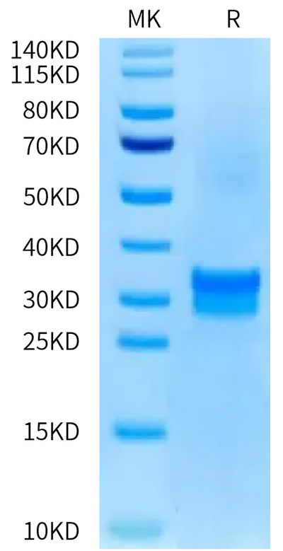 Biotinylated Human TNFSF15 on Bis-Tris PAGE under reduced condition. The purity is greater than 95%.Biotinylated Human TNFSF15 Protein, Active