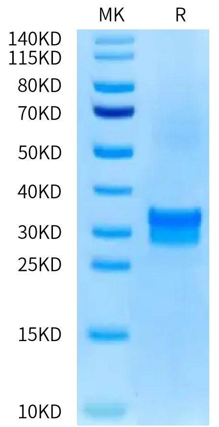 Biotinylated Human TNFSF15 on Bis-Tris PAGE under reduced condition. The purity is greater than 95%.Biotinylated Human TNFSF15 Protein, Active