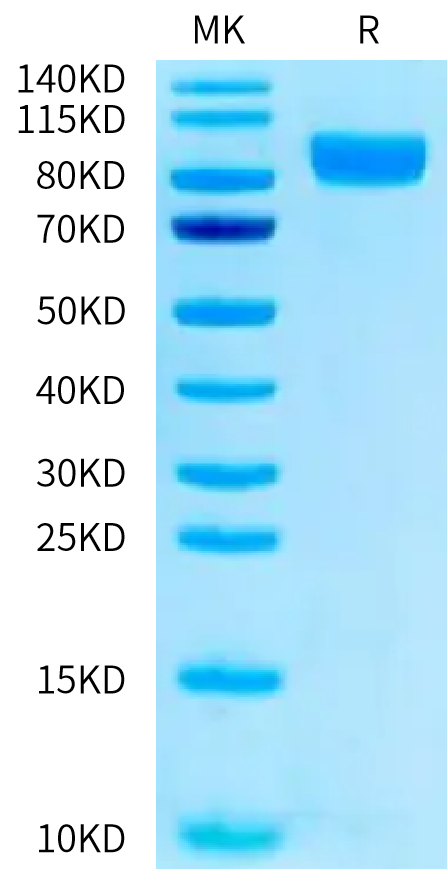 Human Nectin-3 on Tris-Bis PAGE under reduced condition. The purity is greater than 95%.Recombinant Human Nectin-3/CD113 Protein, Active