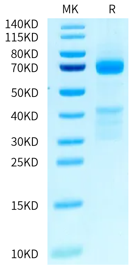 Mouse GPC3 on Tris-Bis PAGE under reduced condition. The purity is greater than 95%.Recombinant Mouse GPC3/Glypican 3 Protein, Active