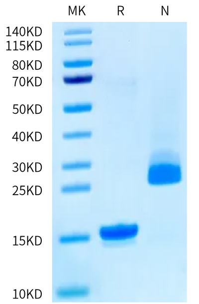 Biotinylated Rat GDF15 on Tris-Bis PAGE under reduced (R) condition and Non reducing (N) condition. The purity is greater than 95%.Biotinylated Rat GDF15 Protein (Primary Amine Labeling), Active