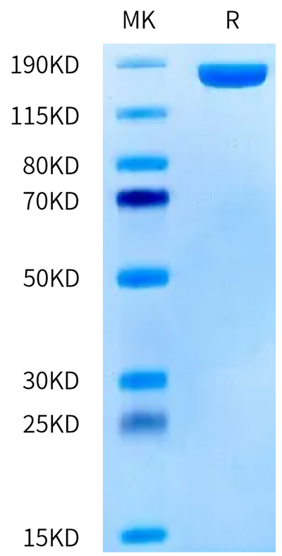Human CD206 on Tris-Bis PAGE under reduced condition. The purity is greater than 95%.Recombinant Human CD206/MMR Protein