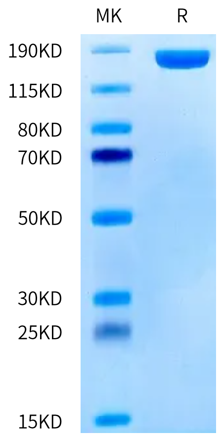 Human CD206 on Tris-Bis PAGE under reduced condition. The purity is greater than 95%.Recombinant Human CD206/MMR Protein