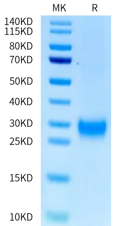 Cynomolgus IL-1 alpha on Tris-Bis PAGE under reduced condition. The purity is greater than 95%.Recombinant Cynomolgus IL-1 alpha/IL-1A Protein