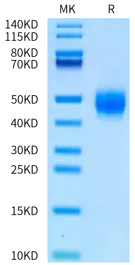 Biotinylated Human BTN2A1 on Tris-Bis PAGE under reduced condition. The purity is greater than 95%.Biotinylated Human BTN2A1 Protein
