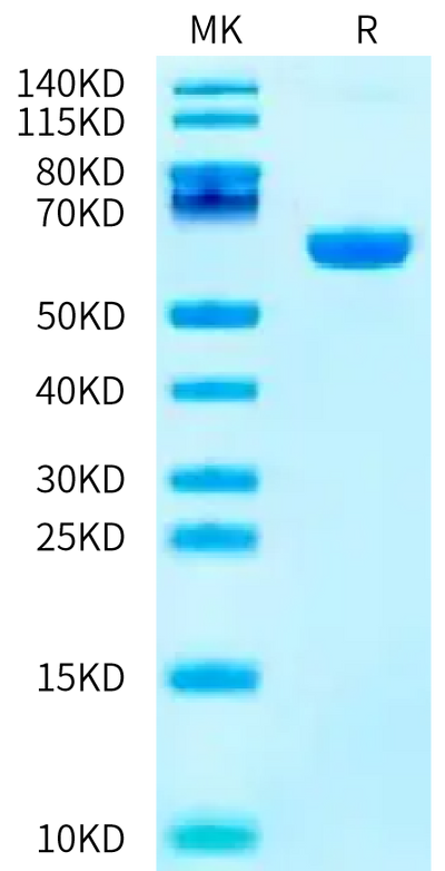 Biotinylated Human EPO R on Bis-Tris PAGE under reduced condition. The purity is greater than 95%.Biotinylated Human EPO R/Erythropoietin R Protein, Active