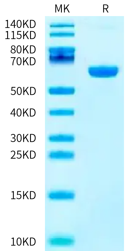 Biotinylated Human EPO R on Bis-Tris PAGE under reduced condition. The purity is greater than 95%.Biotinylated Human EPO R/Erythropoietin R Protein, Active