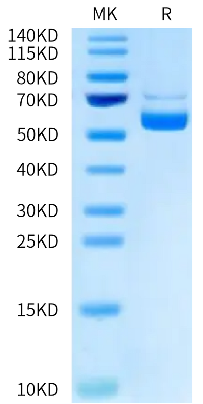 Biotinylated Human CD40 Ligand Trimer on Tris-Bis PAGE under reduced condition. The purity is greater than 95%.Biotinylated Human CD40 Ligand/TNFSF5 Trimer Protein, Active