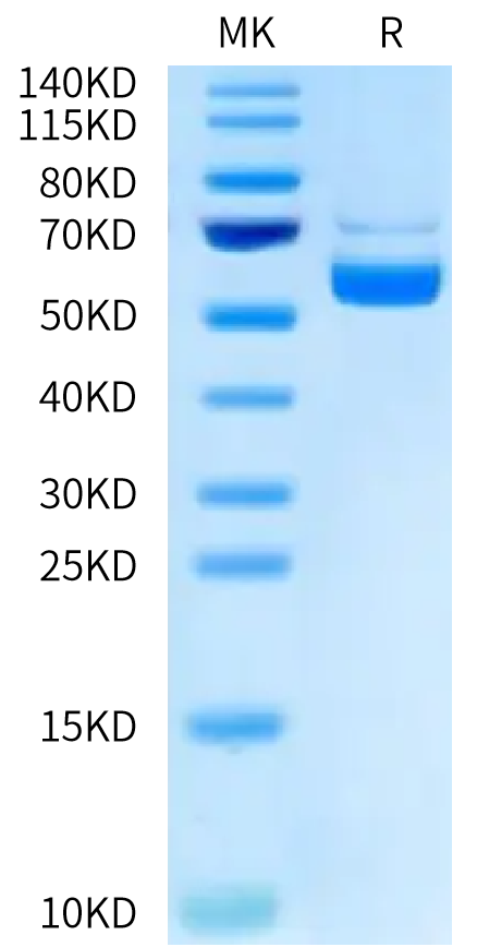 Biotinylated Human CD40 Ligand Trimer on Tris-Bis PAGE under reduced condition. The purity is greater than 95%.Biotinylated Human CD40 Ligand/TNFSF5 Trimer Protein, Active