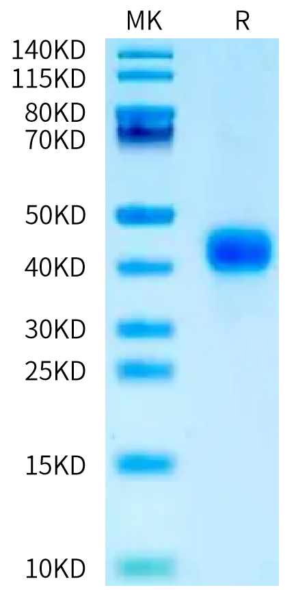 Mouse CD27 on Tris-Bis PAGE under reduced condition. The purity is greater than 95%.Recombinant Mouse CD27/TNFRSF7 Protein, Active