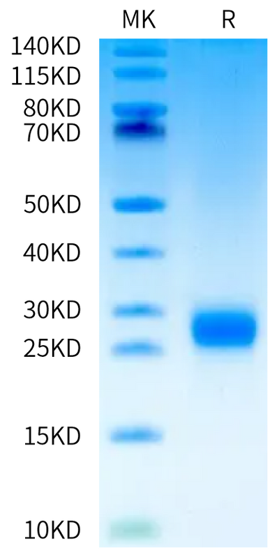 Human FSH alpha&beta on Tris-Bis PAGE under reduced condition. The purity is greater than 95%.Recombinant Human FSH alphaβ Protein