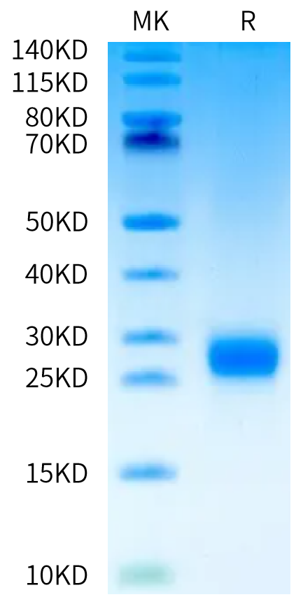 Human FSH alpha&beta on Tris-Bis PAGE under reduced condition. The purity is greater than 95%.Recombinant Human FSH alphaβ Protein