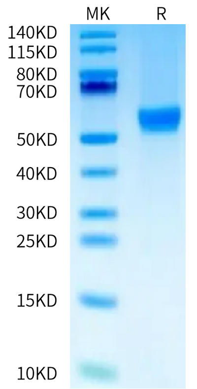 Human OX40 Ligand on Tris-Bis PAGE under reduced condition. The purity is greater than 95%.Recombinant Human OX40 Ligand/TNFSF4 Protein, Active