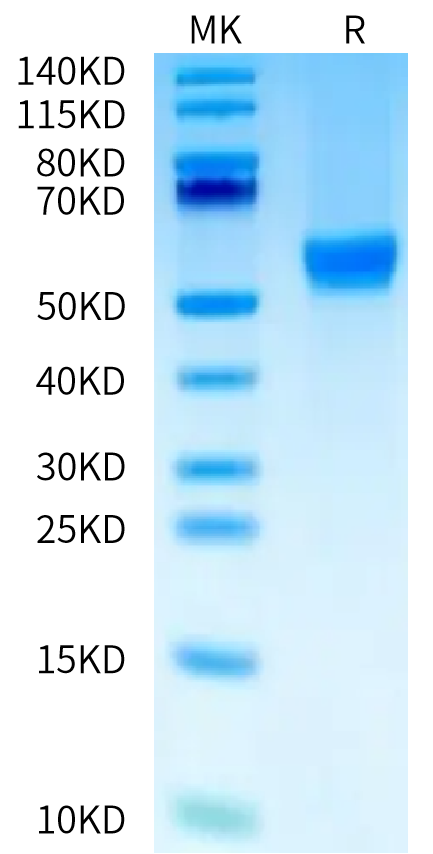 Human OX40 Ligand on Tris-Bis PAGE under reduced condition. The purity is greater than 95%.Recombinant Human OX40 Ligand/TNFSF4 Protein, Active