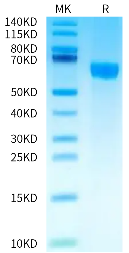 Human CD229 on Bis-Tris PAGE under reduced condition. The purity is greater than 95%.Recombinant Human CD229/SLAMF3 Protein