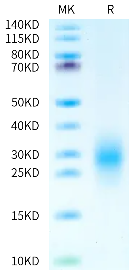 Human CD3G on Bis-Tris PAGE under reduced condition. The purity is greater than 95%.Recombinant Human CD3G/CD3 gamma Protein