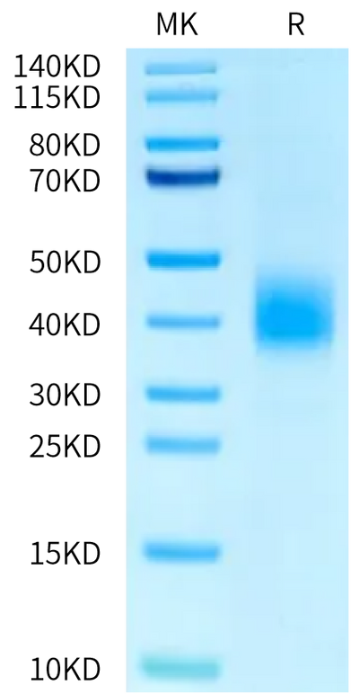 Human NKp80 on Bis-Tris PAGE under reduced condition. The purity is greater than 95%.Recombinant Human NKp80/CLEC5C Protein