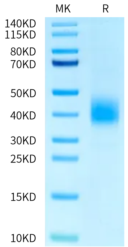Human NKp80 on Bis-Tris PAGE under reduced condition. The purity is greater than 95%.Recombinant Human NKp80/CLEC5C Protein