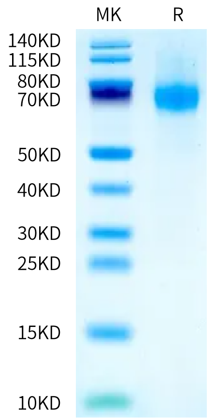 Biotinylated Mouse IFN alpha/beta R1 on Bis-Tris PAGE under reduced condition. The purity is greater than 95%.Biotinylated Mouse IFN alpha/beta R1 Protein, Active