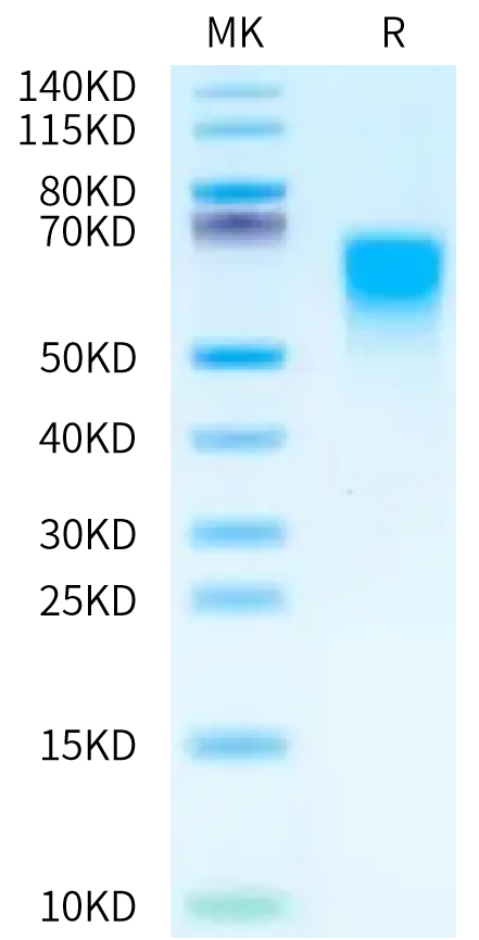 Cynomolgus CD55 on Tris-Bis PAGE under reduced condition. The purity is greater than 95%.Recombinant Cynomolgus CD55 Protein, Active