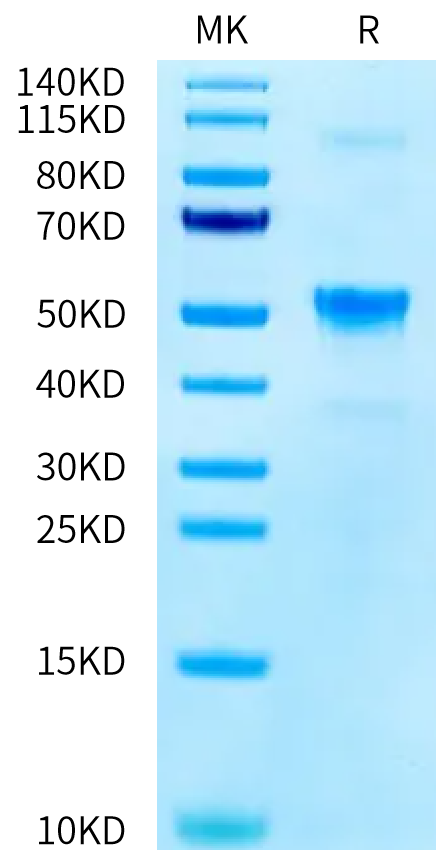 Mouse KLRG1 on Tris-Bis PAGE under reduced condition. The purity is greater than 95%.Recombinant Mouse KLRG1 Protein