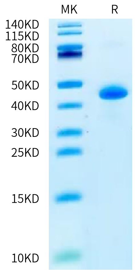 Cynomolgus LY6G6D on Bis-Tris PAGE under reduced condition. The purity is greater than 95%.Recombinant Cynomolgus LY6G6D Protein, Active