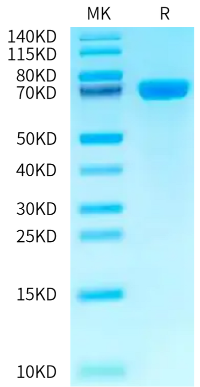 Canine c-MPL on Bis-Tris PAGE under reduced condition. The purity is greater than 95%.Recombinant Canine c-MPL/Thrombopoietin R Protein