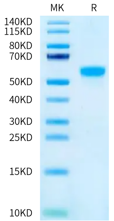 Human/Cynomolgus Activin RIIA on Bis-Tris PAGE under reduced condition. The purity is greater than 95%.Recombinant Human/Cynomolgus Activin RIIA/ACVR2A-Protein, Active