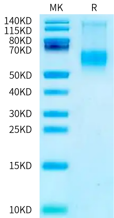 Biotinylated Mouse IFN alpha/beta R2 on Bis-Tris PAGE under reduced condition. The purity is greater than 95%.Biotinylated Mouse IFN alpha/beta R2 Protein, Active