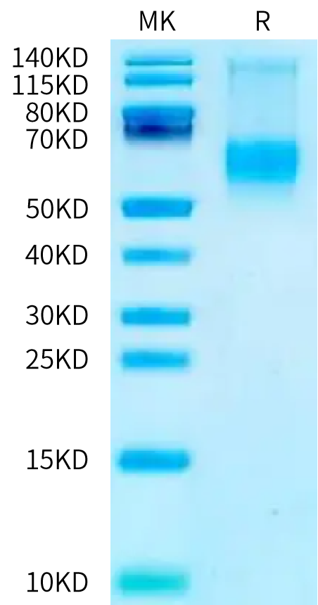 Biotinylated Mouse IFN alpha/beta R2 on Bis-Tris PAGE under reduced condition. The purity is greater than 95%.Biotinylated Mouse IFN alpha/beta R2 Protein, Active