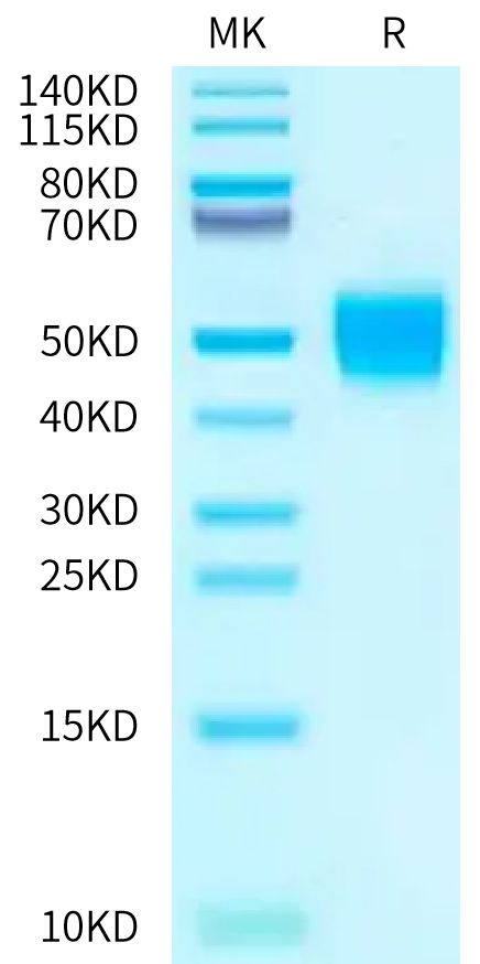 Biotinylated Cynomolgus IFN alpha/beta R2 on Bis-Tris PAGE under reduced condition. The purity is greater than 95%.Biotinylated Cynomolgus IFN alpha/beta R2 Protein, Active