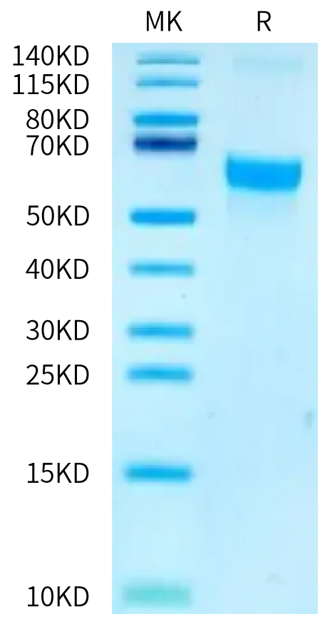 Biotinylated Human/Cynomolgus Activin RIIA on Bis-Tris PAGE under reduced condition. The purity is greater than 95%.Biotinylated Human/Cynomolgus Activin RIIA/ACVR2A-Protein, Active