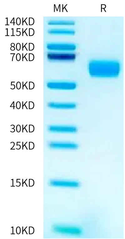 Biotinylated Human/Cynomolgus Activin RIIB on Bis-Tris PAGE under reduced condition. The purity is greater than 95%.Biotinylated Human/Cynomolgus Activin RIIB/ACVR2B Protein, Active