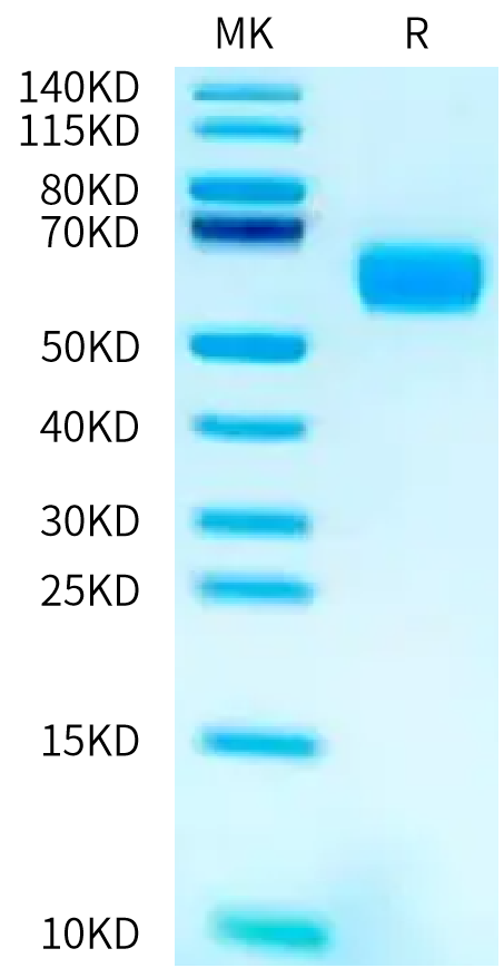 Biotinylated Human/Cynomolgus Activin RIIB on Bis-Tris PAGE under reduced condition. The purity is greater than 95%.Biotinylated Human/Cynomolgus Activin RIIB/ACVR2B Protein, Active
