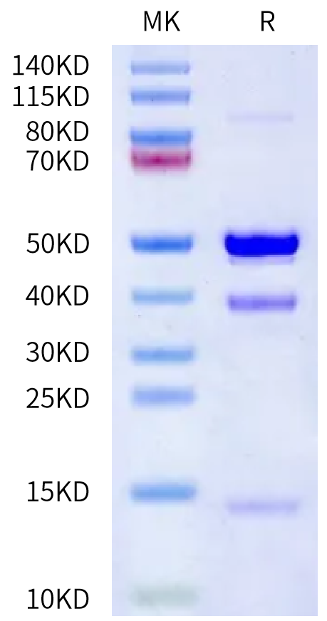 Human Latent GDF-8 on Bis-Tris PAGE under reduced condition. The purity is greater than 95%.Recombinant Human Latent GDF-8 Protein, Active