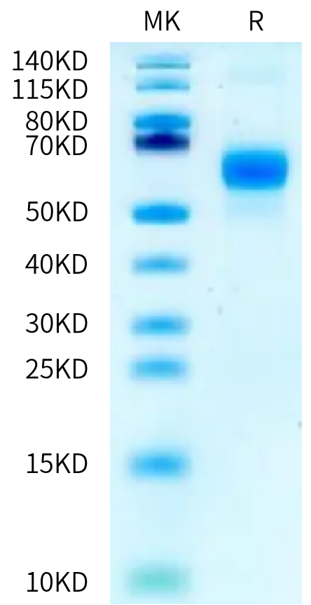 Human/Cynomolgus Activin RIIA on Bis-Tris PAGE under reduced condition. The purity is greater than 95%.Recombinant Human/Cynomolgus Activin RIIA/ACVR2A-Protein, Active