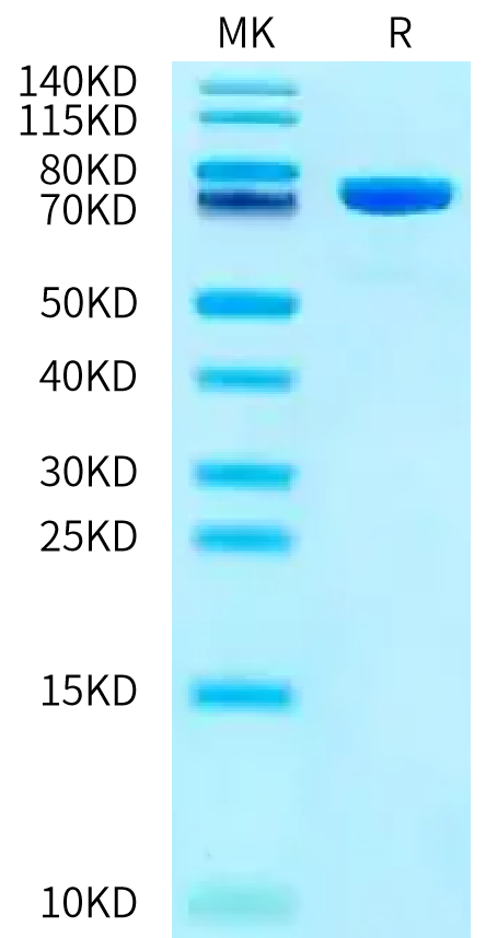 Mouse DPP3 on Bis-Tris PAGE under reduced condition. The purity is greater than 95%.Recombinant Mouse DPP3 Protein