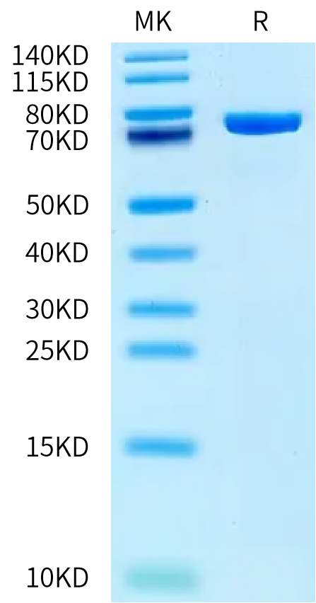 Rat DPP3 on Bis-Tris PAGE under reduced condition. The purity is greater than 95%.Recombinant Rat DPP3 Protein