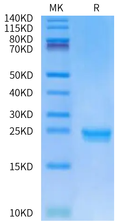 Human DLL3 Domain (352-479) on Bis-Tris PAGE under reduced condition. The purity is greater than 95%.Recombinant Human DLL3 Domain (352-479) Protein