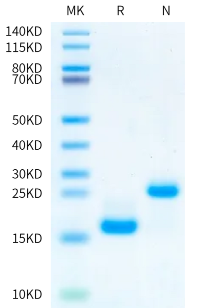 Biotinylated Human/Mouse/Rat Activin A on Bis-Tris PAGE under reduced (R) condition and Non reduced (N) condition. The purity is greater than 95%.Avi-tagged Proteins