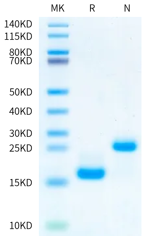 Biotinylated Human/Mouse/Rat Activin A on Bis-Tris PAGE under reduced (R) condition and Non reduced (N) condition. The purity is greater than 95%.Biotinylated Human/Mouse/Rat Activin A Protein, Active