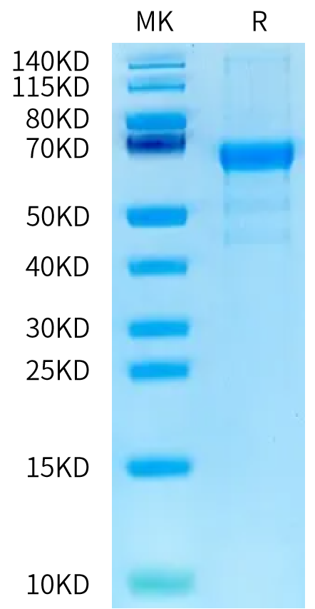Human KIR2DL4 on Bis-Tris PAGE under reduced condition. The purity is greater than 90%.Recombinant Human KIR2DL4/CD158d Protein, Active