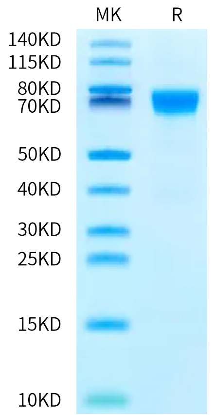 Cynomolgus NPR1 on Bis-Tris PAGE under reduced condition. The purity is greater than 95%.Recombinant Cynomolgus NPR1/NPRA Protein