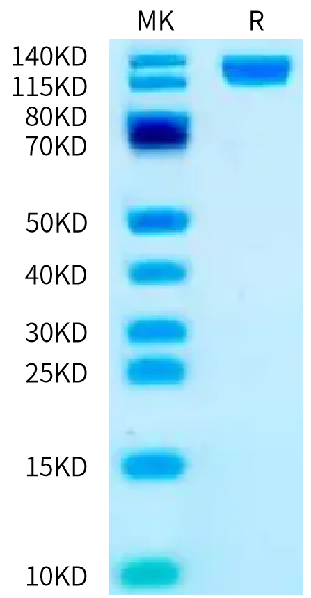 Biotinylated Human OSMR beta on Bis-Tris PAGE under reduced condition. The purity is greater than 95%.Biotinylated Human OSMR beta Protein, Active